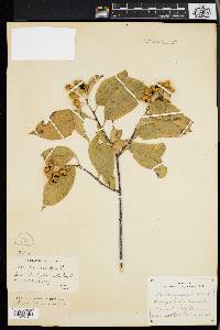 Celastrus scandens image