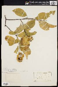 Celastrus scandens image