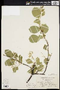 Celastrus scandens image