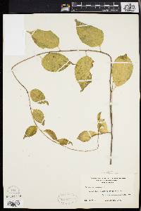 Celastrus scandens image