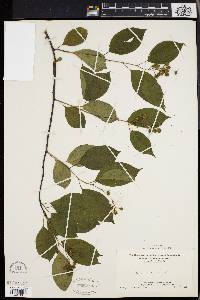 Celastrus scandens image