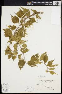 Celastrus scandens image