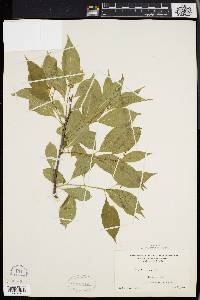 Celastrus scandens image