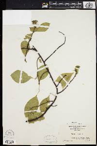 Celastrus scandens image