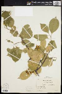 Celastrus scandens image