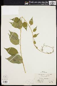 Celastrus scandens image