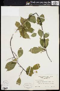 Celastrus scandens image