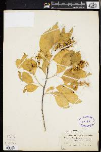 Celastrus scandens image