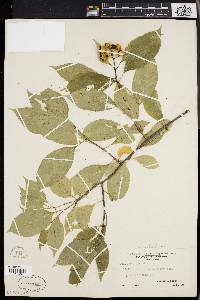 Celastrus scandens image