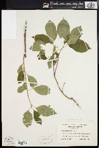 Celastrus scandens image