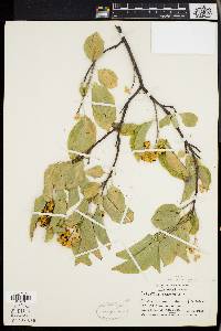 Celastrus scandens image