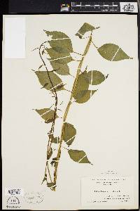 Celastrus scandens image