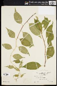 Celastrus scandens image