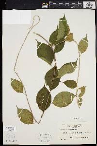 Celastrus scandens image