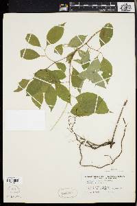 Celastrus scandens image