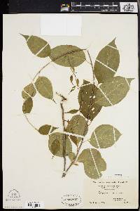 Celastrus scandens image