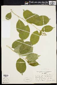 Celastrus scandens image