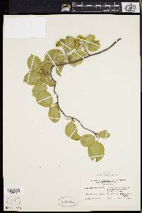 Celastrus scandens image