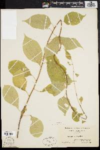 Celastrus scandens image