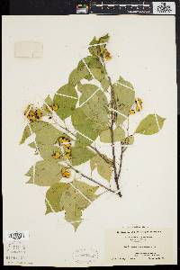 Celastrus scandens image