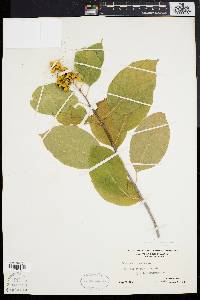 Celastrus scandens image