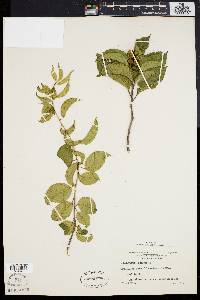 Celastrus scandens image