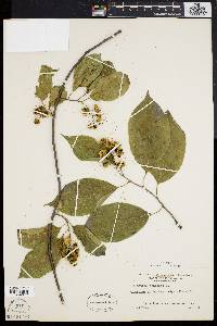 Celastrus scandens image