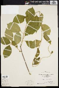 Celastrus scandens image