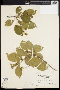 Celastrus scandens image