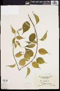 Celastrus scandens image