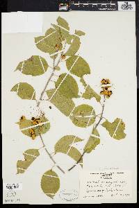 Celastrus scandens image