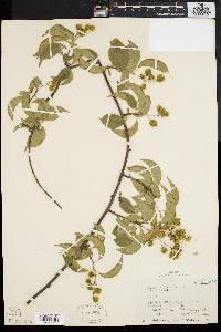 Celastrus scandens image