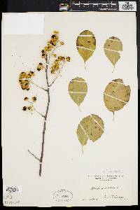 Celastrus scandens image