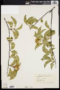 Celastrus scandens image