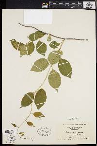 Celastrus scandens image