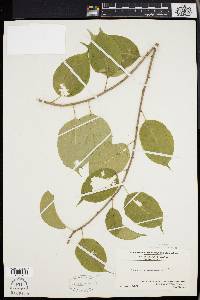 Celastrus scandens image