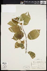 Celastrus scandens image