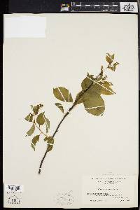 Celastrus scandens image