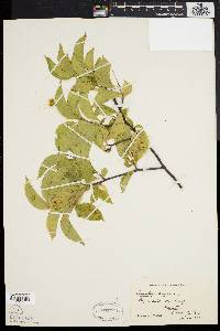 Celastrus scandens image