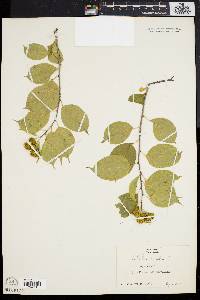 Celastrus scandens image