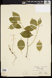 Celastrus scandens image