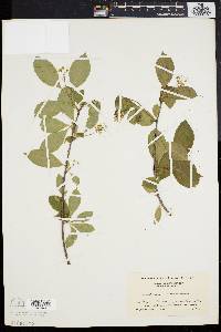 Celastrus scandens image