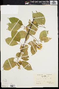 Celastrus scandens image