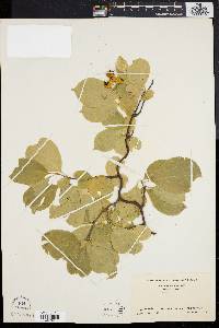 Celastrus scandens image