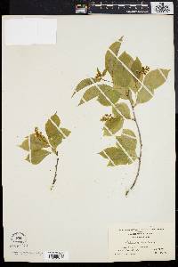 Celastrus scandens image