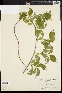 Celastrus scandens image