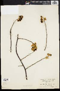 Celastrus scandens image