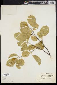 Celastrus scandens image