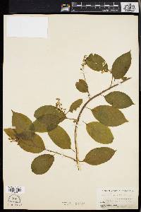 Celastrus scandens image