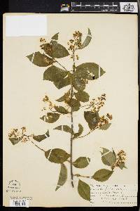 Celastrus scandens image